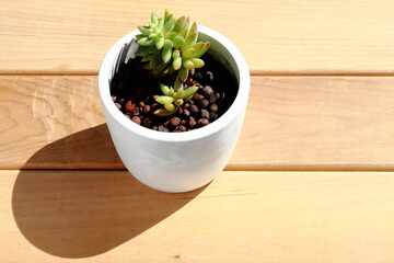 エケベリア・アガボイズ