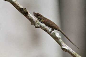 Miniature Chameleon, Andasibe-Perinet National Park, Madagascar