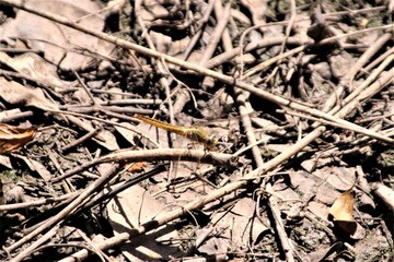 Yellow Dragonfly Amongst the Twigs, Emerald, Australia