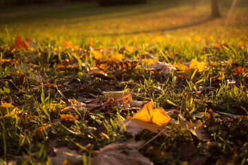 Autumn foliage. Autumn leaves fallen on the ground. Fall leaf.