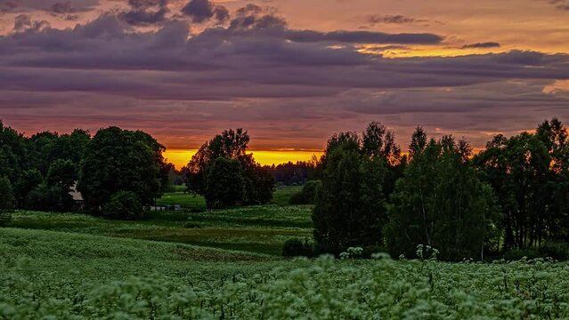 Static shot of dark clouds passing by over wild white flowers along the grasslands in timelapse during evening time.