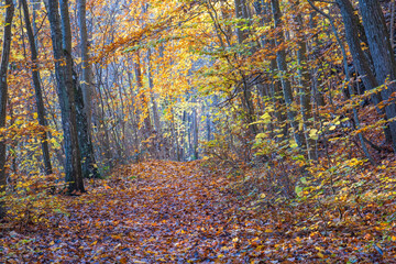 Fototapeta premium Beech forest with beautiful autumn colors