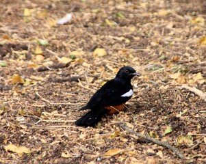 Mocking Cliff Chat Sitting Amongst Dead Leaves, Gondor, Ethiopia