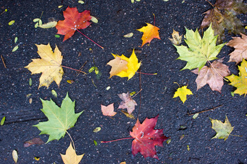 Autumn fallen maple leaves on asphalt, yellow, green. Autumn leaves spread out on the wet and black asphalt.
