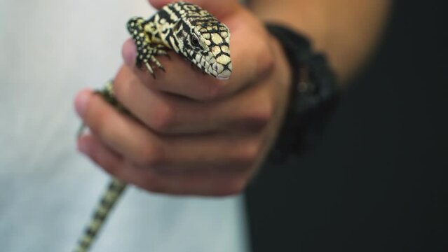 Intimidating scales on a exotic brazilian teju lizard