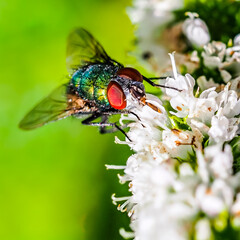 Red eyed fly on small white flowers