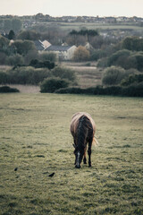 Brown horse grazing grass in a green field, town building in the background. Selective focus on the horse.