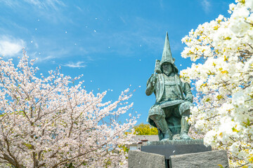 加藤清正公像と桜吹雪