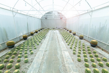 Group of Golden barrel cactus growth and nursery botanical garden. Golden barrel cactus is popular for ornamental plant 