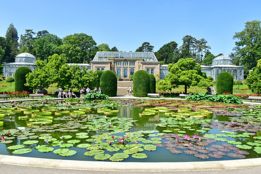 Water lilies on the lake in Stuttgart, Germany