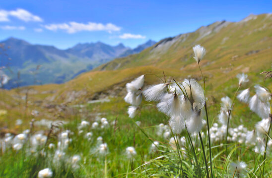 closeup of linaigrette flowers cotton grass in a meadow bordered and mountainous peak in the Alps
