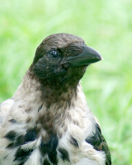 wrona siwa