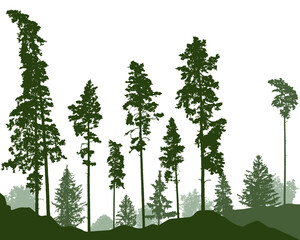 Coniferous forest, beautiful silhouettes of pines, fir trees, bushes. Vector illustration