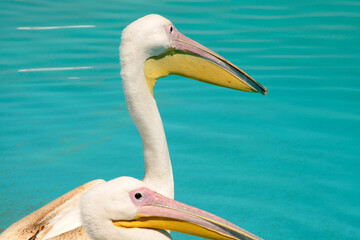 pelican birds swimming in the pool