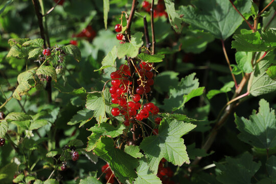 Fresh red currants on the bush