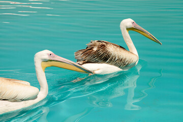 pelican birds swimming in the pool