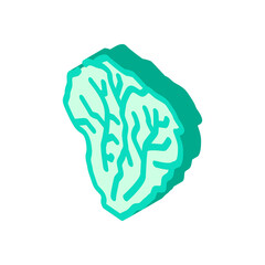 lettuce green isometric icon vector. lettuce green sign. isolated symbol illustration