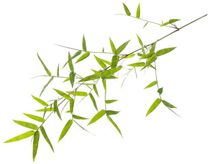 Green bamboo leaves - obrazy, fototapety, plakaty