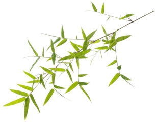 Green bamboo leaves