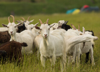 Naklejka na ściany i meble white goats graze on the field