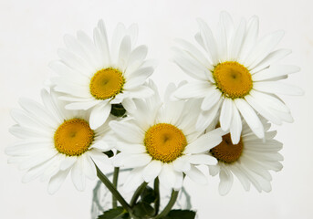 white chamomile flowers on white background