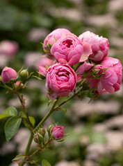 pink rose flower as background