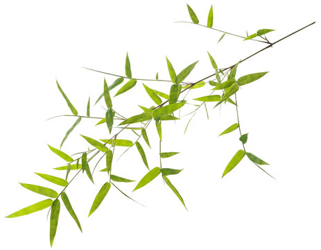 Green bamboo leaves