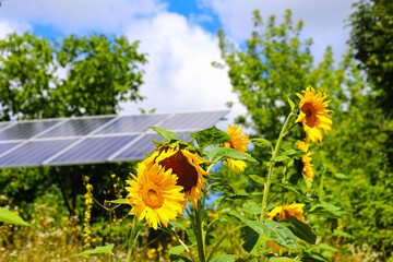 Modern solar panels on the background of the sky. Solar panels and sunflowers. Alternative...