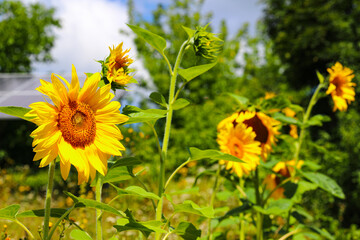 Modern solar panels on the background of the sky. Solar panels and sunflowers. Alternative ecological energy.