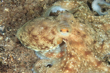 octopus in its marine environment