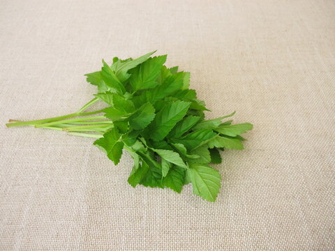 A bouquet of herbs with goutweed