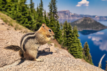 A chipmunk looking at Crater Lake in Southeastern Oregon.