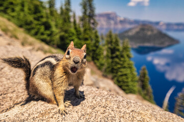 Angry chipmunk looking at the camera yelling - Crater Lake in Southeastern Oregon. - Powered by Adobe