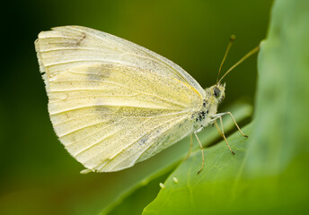 Little Cabbage White. Detailed close-up of the butterfly. Insect against a green background. Pieris rapae.
