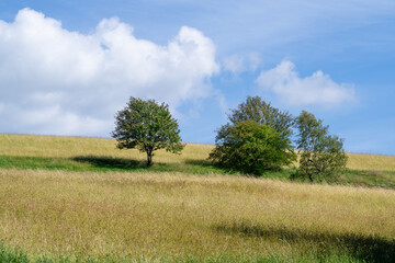 Fototapeta na wymiar Landscape at Schomberg in Sauerland. Nature with trees and meadows near Sundern on the Lennegebirge. 