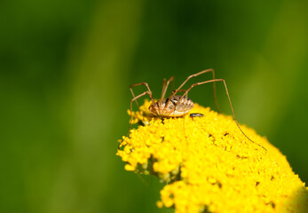 Harvester on the yellow flower of the yarrow. Insect close-up against a green background. Spider with long thin legs. Opiliones.
