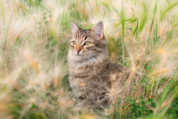 Naklejka na ściany i meble charming gray cat walks through a sunny summer meadow in the grass. The concept of favorite pets. Image for veterinary clinics, websites about cats, postcards. World Pet Day