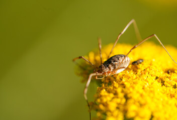 Harvester on the yellow flower of the yarrow. Insect close-up against a green background. Spider with long thin legs. Opiliones.
