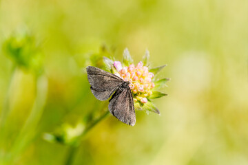 Small blue on a clover blossom. Butterfly close-up. Cupido minimus.