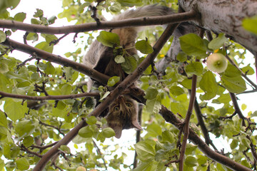cat climbs a tree. Charming cat portrait on a tree branch in natural conditions. Selective focus