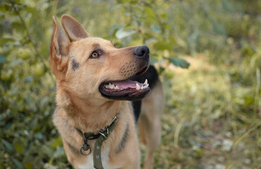 Close-up of the head of a young mixed breed dog in nature. Portrait of a cute, curious dog with an open mouth sitting in the park