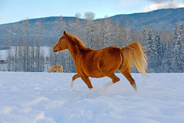 Brown Horse running in fresh snow, winter meadow.