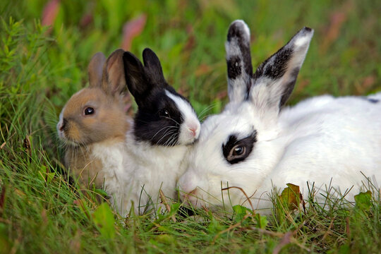 White Rabbit with two baby rabbits  in the grass, 