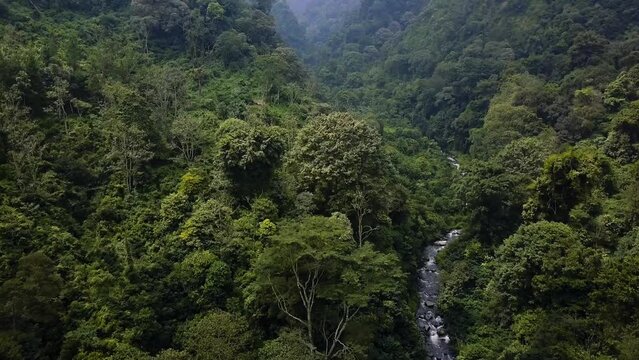 Bromo Rainforest Aerial Drone