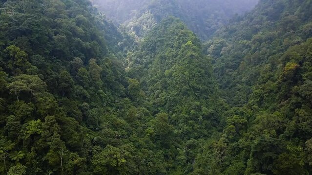 Bromo Rainforest Aerial Drone