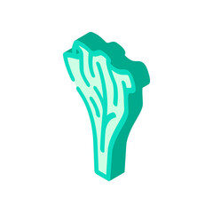 lettuce healthy food isometric icon vector. lettuce healthy food sign. isolated symbol illustration