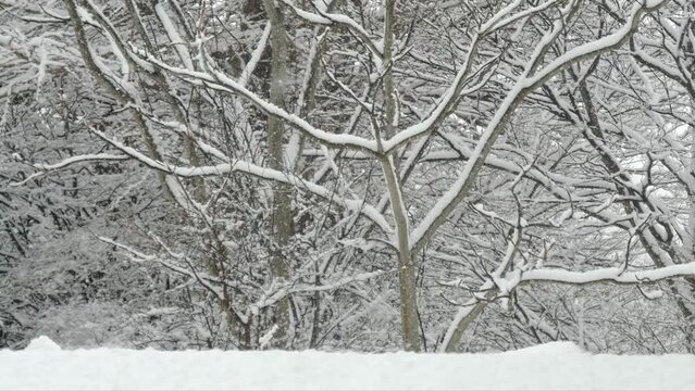 枝に積もる雪　降り続く雪のイメージ