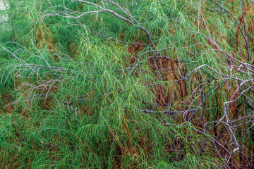 Green coniferous texture. Long thin needles on green tree stems among brown dry branches. Flora of the Canary Islands