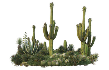 Cactus on transparent background - obrazy, fototapety, plakaty