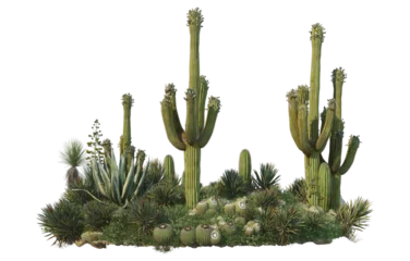 Foto op Canvas Cactus on transparent background © jomphon